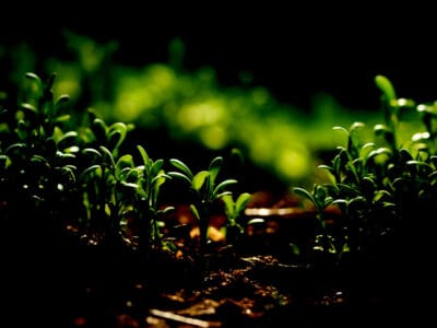 Fiatal növényhajtások termékeny talajban, organikus növénytermesztés és fenntartható mezőgazdaság.