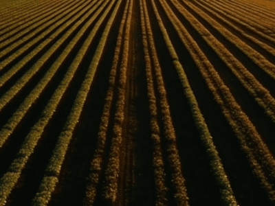 Precíziós gazdálkodás szerinti vetéssorok egy szántóföldön naplementében.
