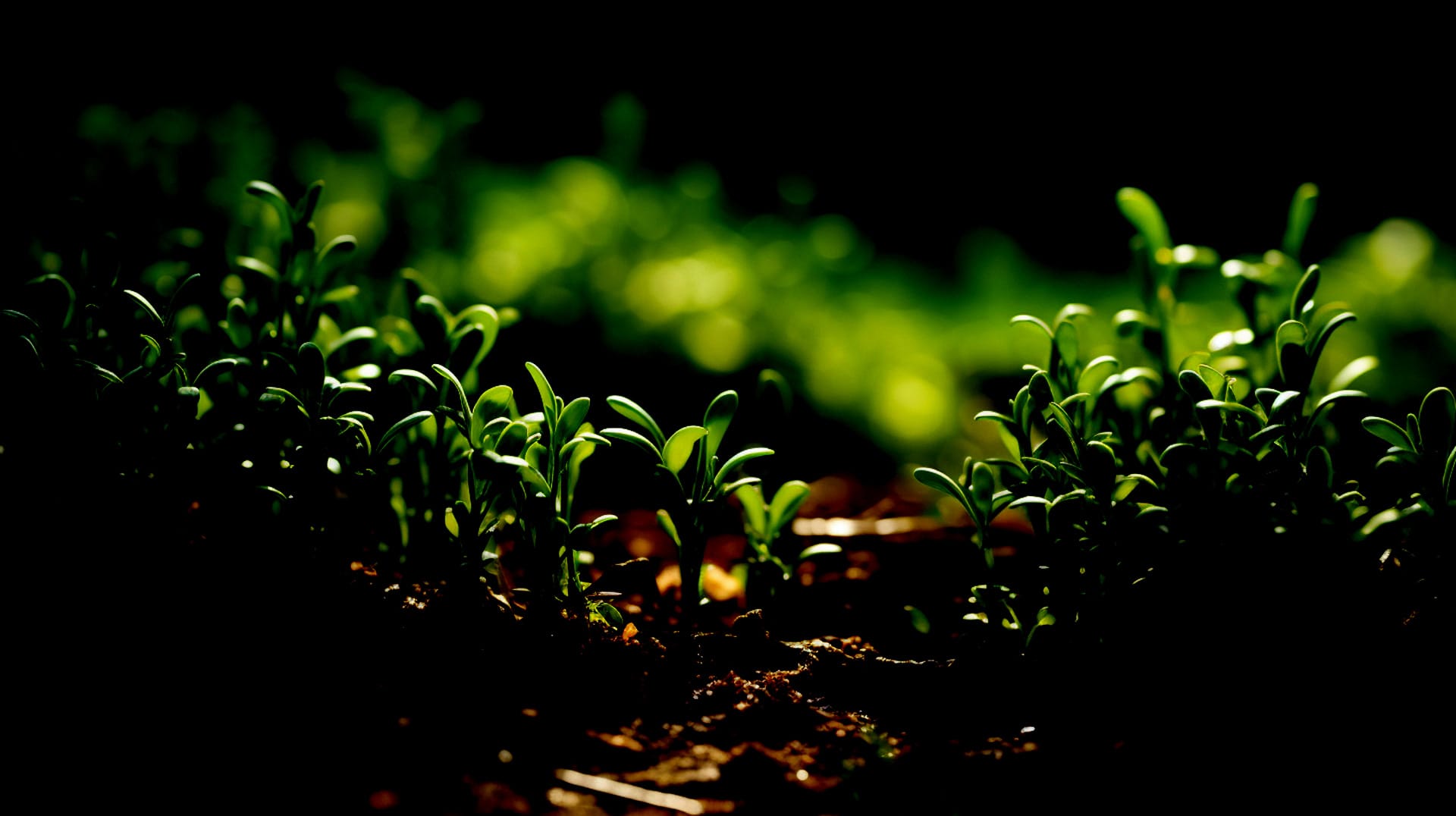 Friss, zöld hajtások növekedése a termékeny talajban, az organikus növénytermesztés és fenntartható mezőgazdaság szimbólumaként.