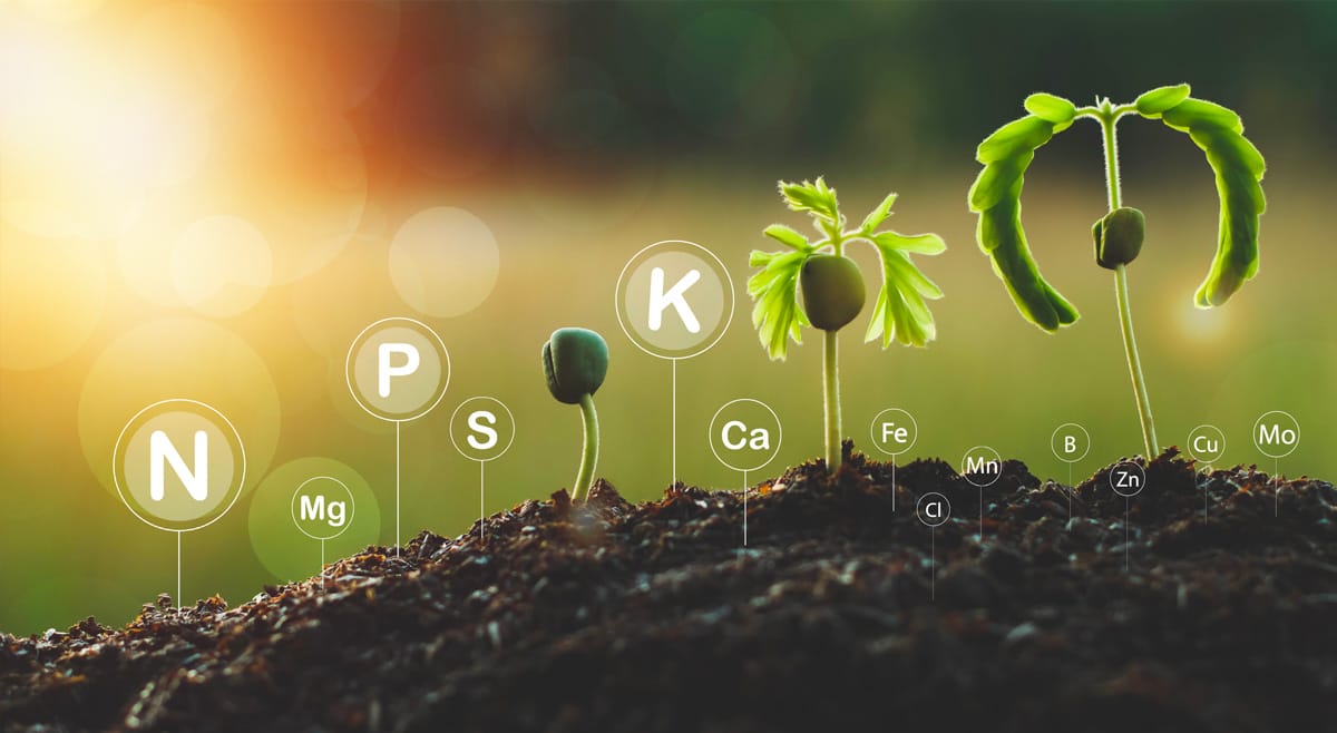 Növények növekedése különböző tápanyagokkal, mint nitrogén, foszfor és kálium.